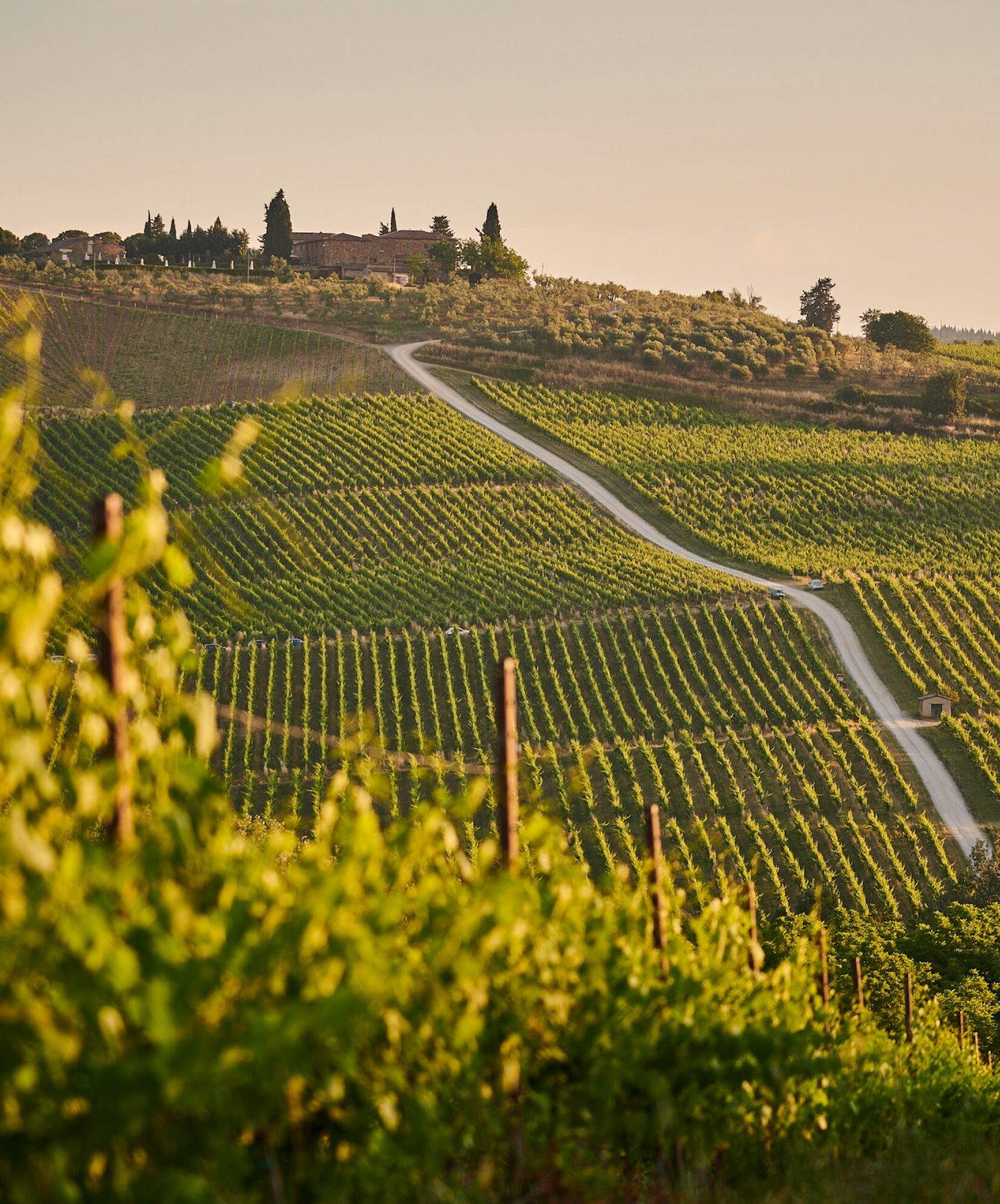 Chianti vineyards and olive groves in the Tuscan countryside